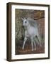 Unicorn 61-Bob Langrish-Framed Photographic Print