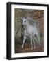 Unicorn 61-Bob Langrish-Framed Photographic Print