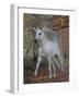 Unicorn 61-Bob Langrish-Framed Photographic Print