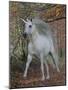 Unicorn 61-Bob Langrish-Mounted Photographic Print