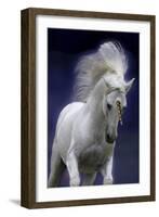 Unicorn 65-Bob Langrish-Framed Photographic Print