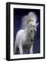 Unicorn 65-Bob Langrish-Framed Photographic Print