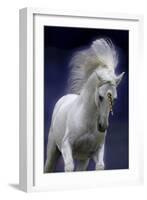 Unicorn 65-Bob Langrish-Framed Photographic Print