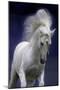 Unicorn 65-Bob Langrish-Mounted Photographic Print