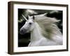 Unicorn 66-Bob Langrish-Framed Photographic Print