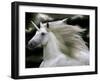 Unicorn 66-Bob Langrish-Framed Photographic Print