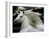 Unicorn 66-Bob Langrish-Framed Photographic Print