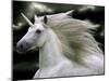 Unicorn 66-Bob Langrish-Mounted Photographic Print