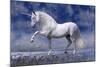 Unicorn 80-Bob Langrish-Mounted Photographic Print