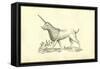 Unicorn (Camphurch Effigies)-Ulisse Aldrovandi-Framed Stretched Canvas