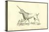 Unicorn (Camphurch Effigies)-Ulisse Aldrovandi-Stretched Canvas