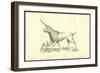 Unicorn (Camphurch Effigies)-Ulisse Aldrovandi-Framed Art Print