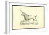 Unicorn (Camphurch Effigies)-Ulisse Aldrovandi-Framed Art Print