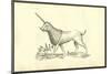 Unicorn (Camphurch Effigies)-Ulisse Aldrovandi-Mounted Art Print