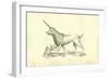 Unicorn (Camphurch Effigies)-Ulisse Aldrovandi-Framed Art Print