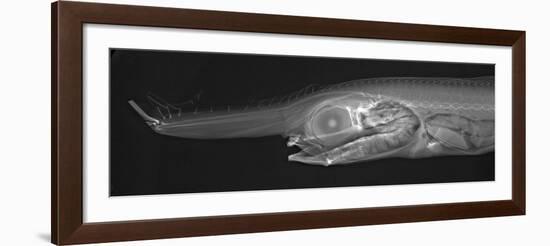 Unicorn Crestfish-Sandra J. Raredon-Framed Art Print