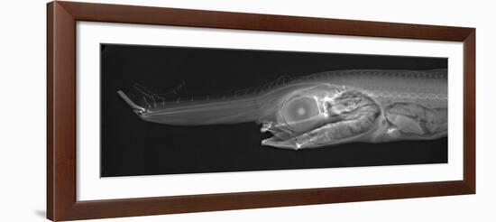 Unicorn Crestfish-Sandra J. Raredon-Framed Art Print