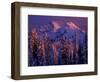 Unicorn Peak, Mt. Rainier National Park, Washington, USA-Art Wolfe-Framed Photographic Print
