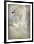 Unicorn-Lynne Davies-Framed Photographic Print