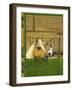 Unidentified Horse and Playful Kitten-null-Framed Giclee Print