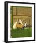 Unidentified Horse and Playful Kitten-null-Framed Giclee Print