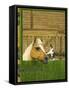 Unidentified Horse and Playful Kitten-null-Framed Stretched Canvas