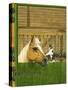 Unidentified Horse and Playful Kitten-null-Stretched Canvas