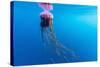 Unidentified Large Jellyfish in Brash Ice, Cierva Cove, Antarctica, Southern Ocean, Polar Regions-Michael Nolan-Stretched Canvas