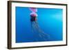 Unidentified Large Jellyfish in Brash Ice, Cierva Cove, Antarctica, Southern Ocean, Polar Regions-Michael Nolan-Framed Photographic Print