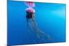 Unidentified Large Jellyfish in Brash Ice, Cierva Cove, Antarctica, Southern Ocean, Polar Regions-Michael Nolan-Mounted Photographic Print