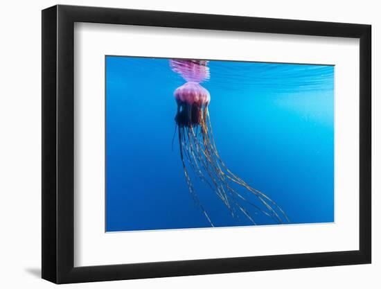 Unidentified Large Jellyfish in Brash Ice, Cierva Cove, Antarctica, Southern Ocean, Polar Regions-Michael Nolan-Framed Photographic Print