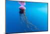 Unidentified Large Jellyfish in Brash Ice, Cierva Cove, Antarctica, Southern Ocean, Polar Regions-Michael Nolan-Mounted Photographic Print