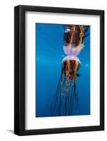 Unidentified Large Jellyfish in Brash Ice, Cierva Cove, Antarctica, Southern Ocean, Polar Regions-Michael Nolan-Framed Photographic Print