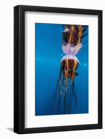 Unidentified Large Jellyfish in Brash Ice, Cierva Cove, Antarctica, Southern Ocean, Polar Regions-Michael Nolan-Framed Photographic Print