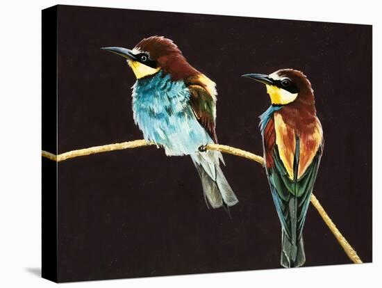 Unidentified Pair of Birds-null-Stretched Canvas