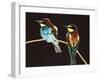 Unidentified Pair of Birds-null-Framed Giclee Print