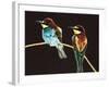 Unidentified Pair of Birds-null-Framed Giclee Print