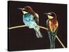 Unidentified Pair of Birds-null-Stretched Canvas