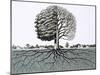 Unidentified Tree, Showing Half Without Leaves and Root System-null-Mounted Giclee Print