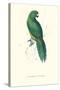 Uniform Parakeet - Cyanoramphus Unicolor-Edward Lear-Stretched Canvas