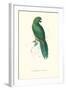 Uniform Parakeet - Cyanoramphus Unicolor-Edward Lear-Framed Art Print