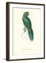 Uniform Parakeet - Cyanoramphus Unicolor-Edward Lear-Framed Art Print