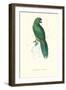 Uniform Parakeet - Cyanoramphus Unicolor-Edward Lear-Framed Art Print