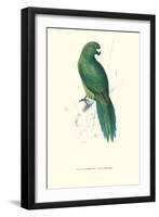 Uniform Parakeet - Cyanoramphus Unicolor-Edward Lear-Framed Art Print