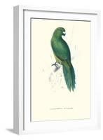 Uniform Parakeet - Cyanoramphus Unicolor-Edward Lear-Framed Art Print