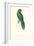 Uniform Parakeet - Cyanoramphus Unicolor-Edward Lear-Framed Art Print