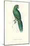 Uniform Parakeet - Cyanoramphus Unicolor-Edward Lear-Mounted Art Print