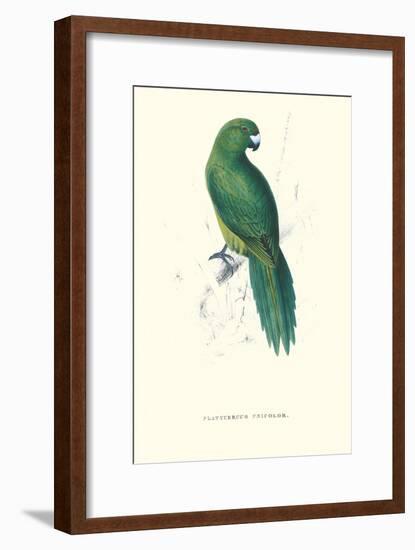Uniform Parakeet - Cyanoramphus Unicolor-Edward Lear-Framed Art Print
