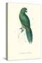 Uniform Parakeet - Cyanoramphus Unicolor-Edward Lear-Stretched Canvas