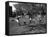 Uniformed Drum Major For University of Michigan Marching Band Practicing His High Kicking Prance-Alfred Eisenstaedt-Framed Stretched Canvas